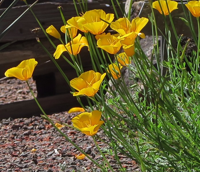 J20160519-0076—Eschscholzia caespitosa—RPBG (27217163596)