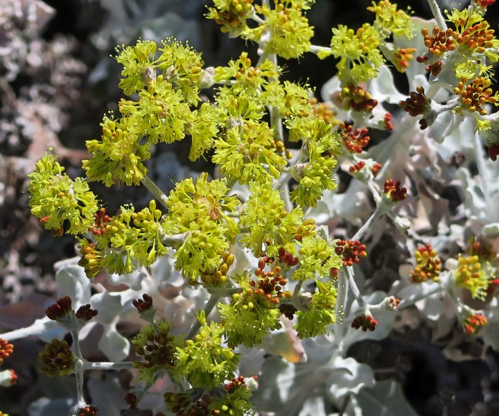 J20160623-0077—Eriogonum crocatum--RPBG (27475749974)