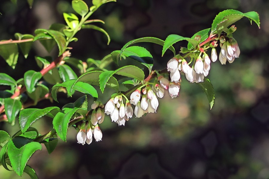 J20161219-0027—Vaccinium ovatum—RPBG (31379669350)
