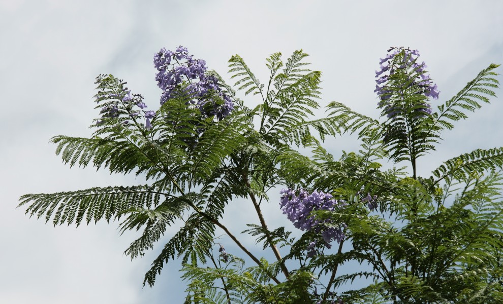 Jacaranda mimosifolia 3998