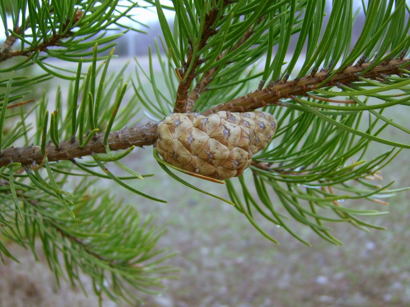 Jack pine cone (St Joseph Twp)