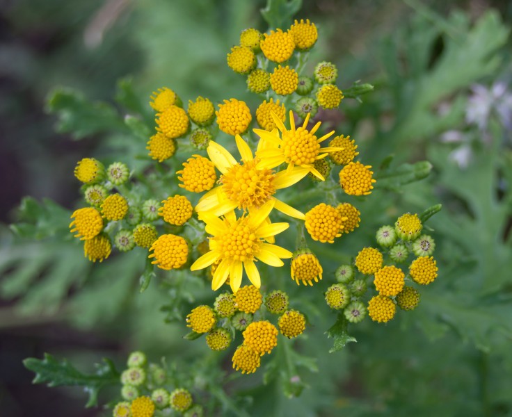 Jacobaea vulgaris-3235