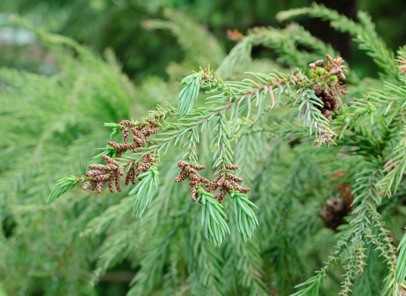 Japanese cedar cones - Cryptomeria japonica