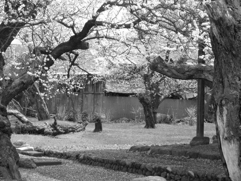Japanese Cherry Blossom -桜- (3430415109)