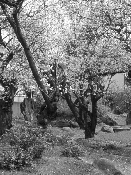 Japanese Cherry Blossom -桜- (3430417533)