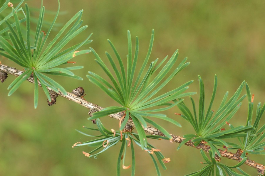 Japanese Larch Larix kaempferi Needles 3008px