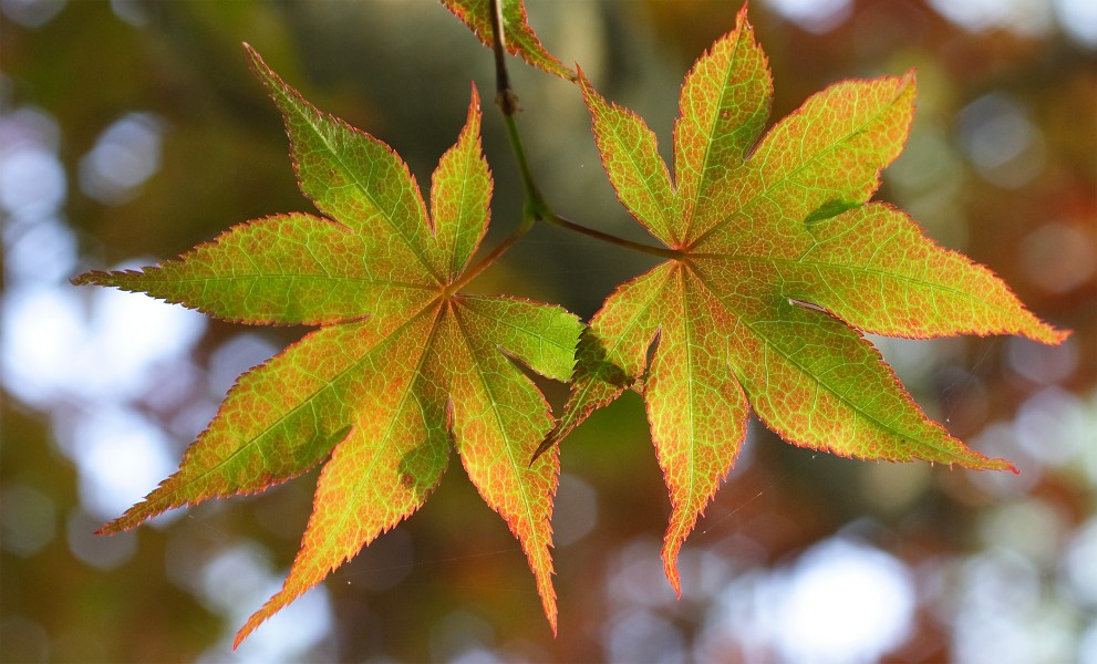 Japanese maple leaves
