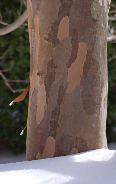 Japanese Stewartia Stewartia pseudocamellia Trunk Base 1639px