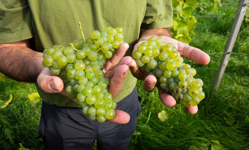 Javier shows part of the grape harvest in his Lysekil vineyard 1