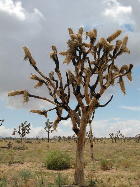 Joshua tree (Yucca brevifolia); Desert Queen Valley