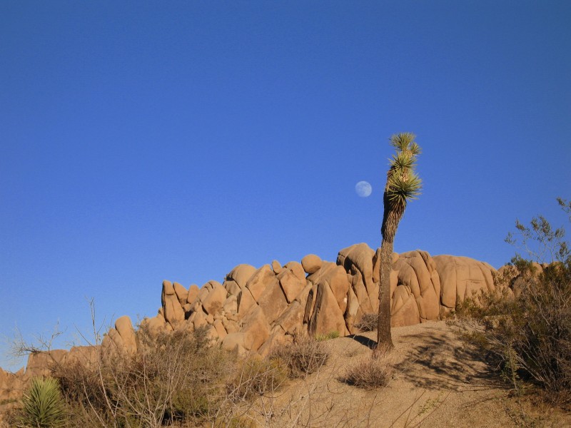 Joshua tree (Yucca brevifolia); Jumbo Rocks Campground