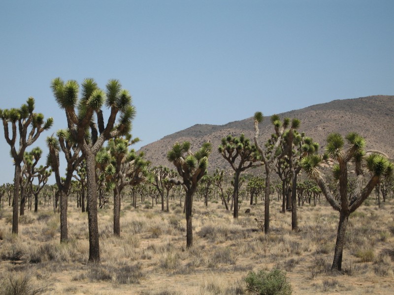 Joshua tree (Yucca brevifolia) woodland; Cap Rock area