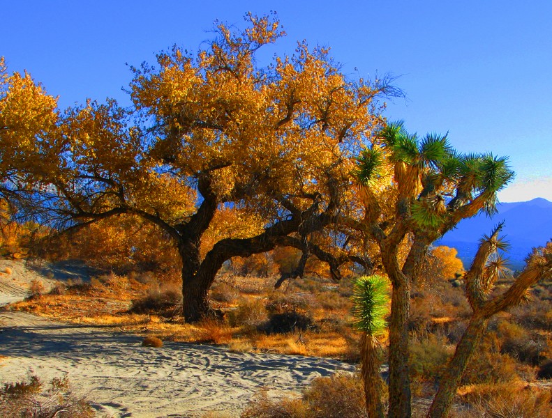 Joshua Tree in Fall (4161036041)