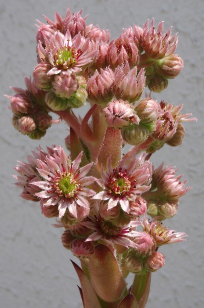 Joubarbe Inflorescence FR 2012