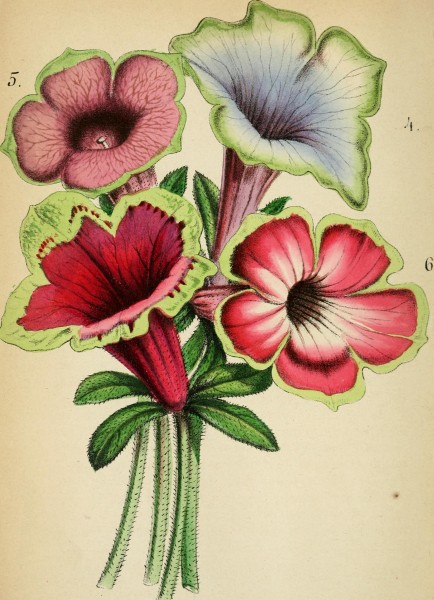 Journal d'horticulture pratique de la Belgique, ou Guide des amateurs et jardiniers (1848) (14783413122)