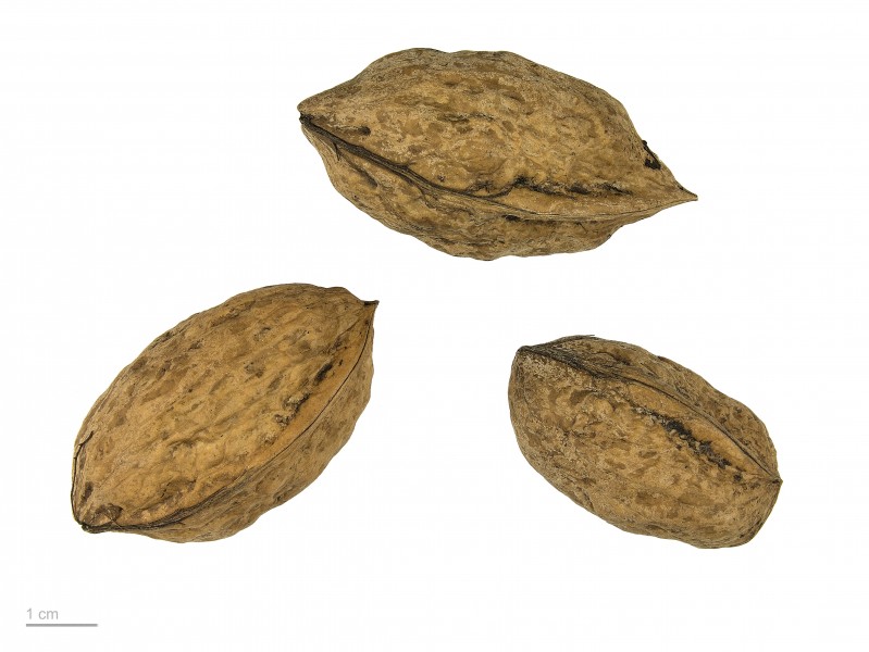 Juglans regia MHNT.BOT.2007.40.64