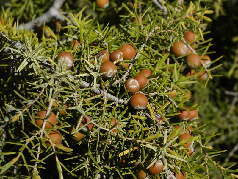 Juniperus oxycedrus subsp. oxycedrus (fruits)