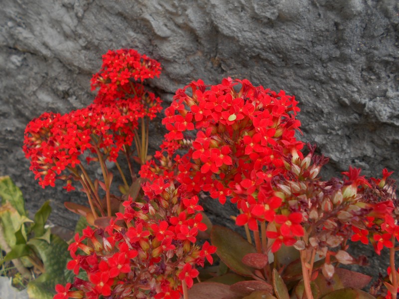 Kalanchoe bloss