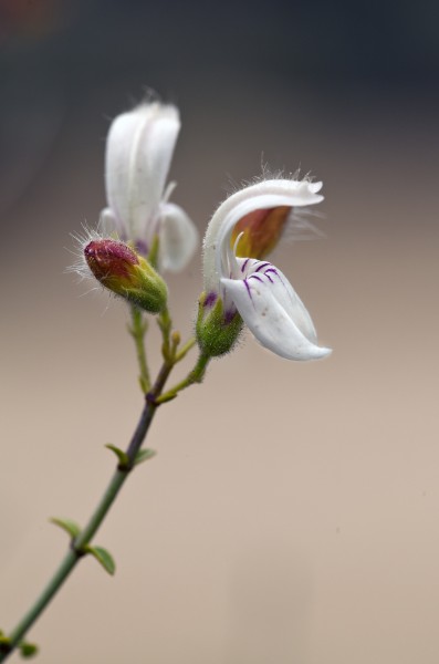 Keckiella breviflora subsp. breviflora (bush beardtongue) (6900468729)