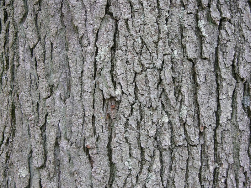 Kentucky Coffee-tree Gymnocladus dioicus 3264px