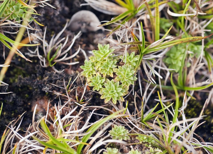 Keysseria erici (Alakai Swamp island-daisy) (7874139860)