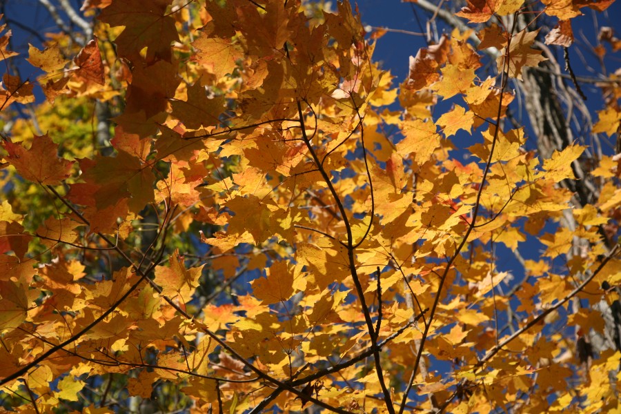 Kickapoo State Park leafs