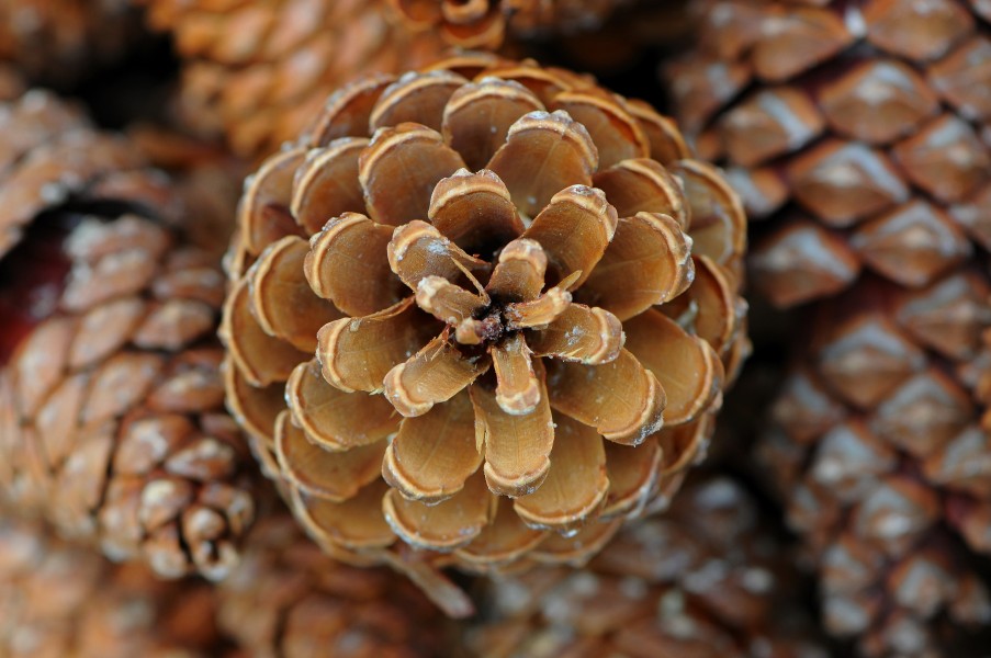 Kiefer Zapfen, Pine cones 10