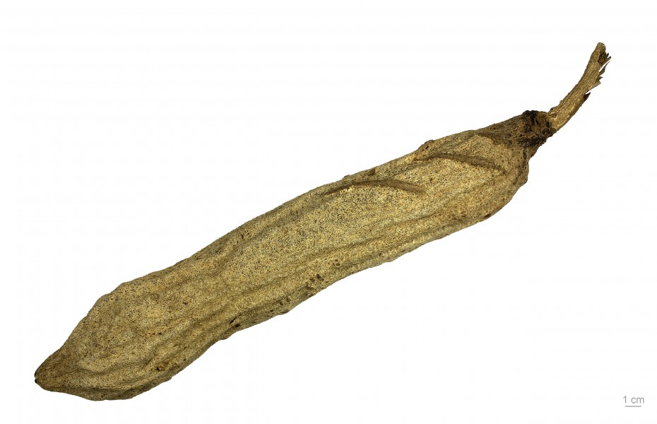 Kigelia africana MHNT.BOT.2016.24.74