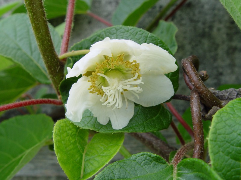 Kiwi-Flower, male