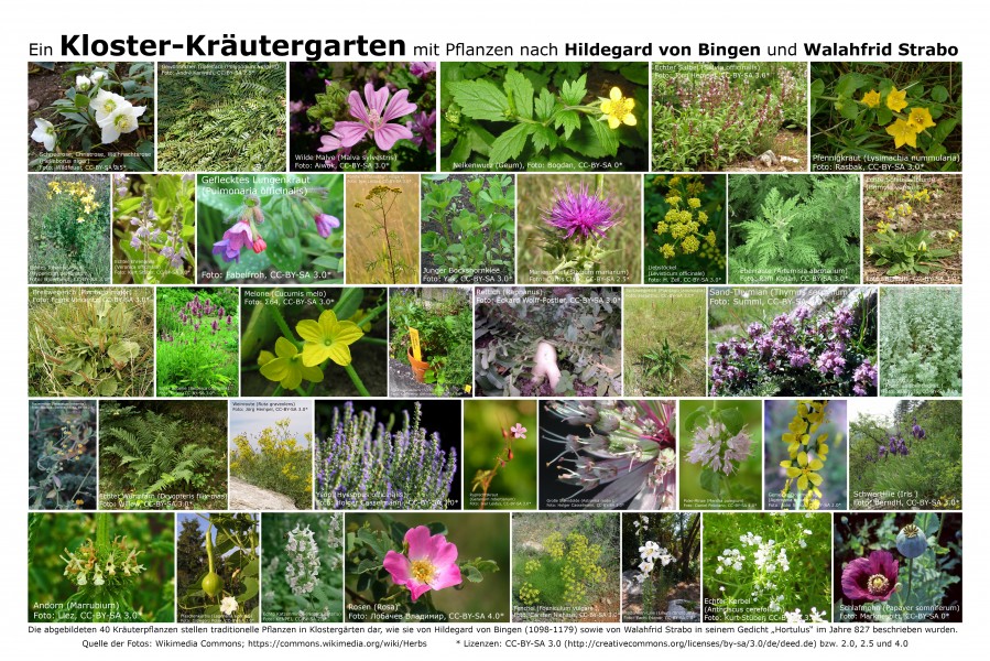 Kloster-Kräutergarten-Pflanzen