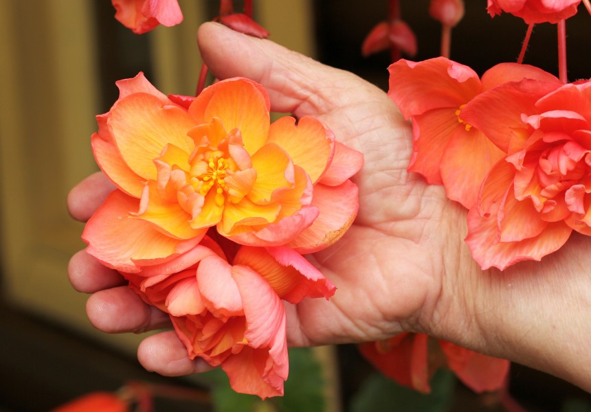 Knollenbegonien (Begonia × tuberhybrida) (9856326596)