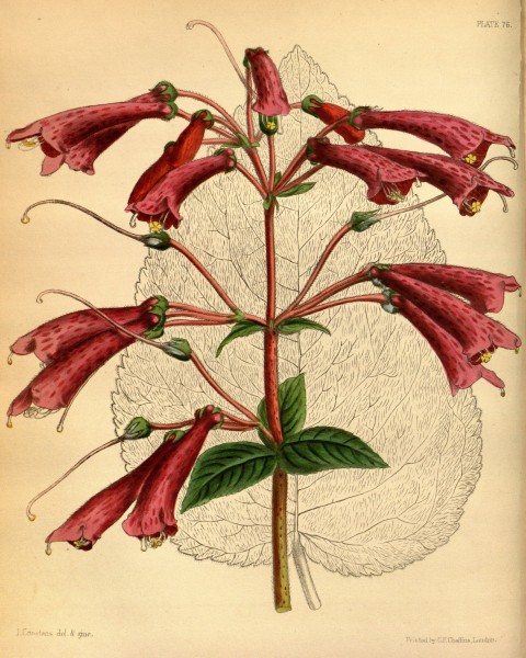 Kohleria rugata Paxton 76