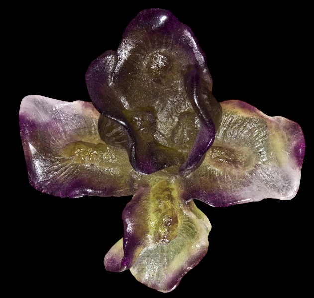L'Iris Daum