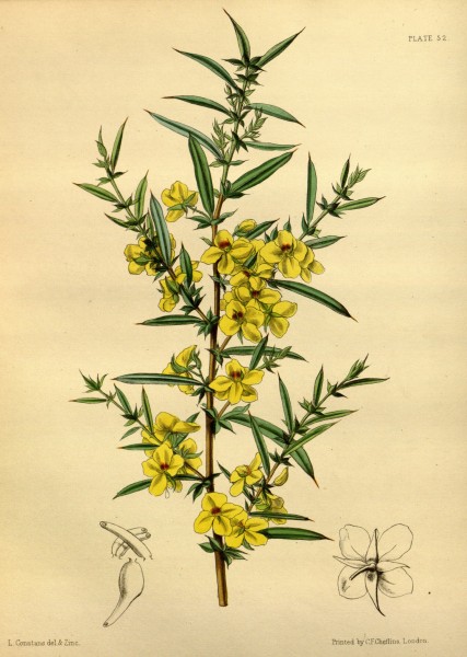Labichea lanceolata Paxton 052