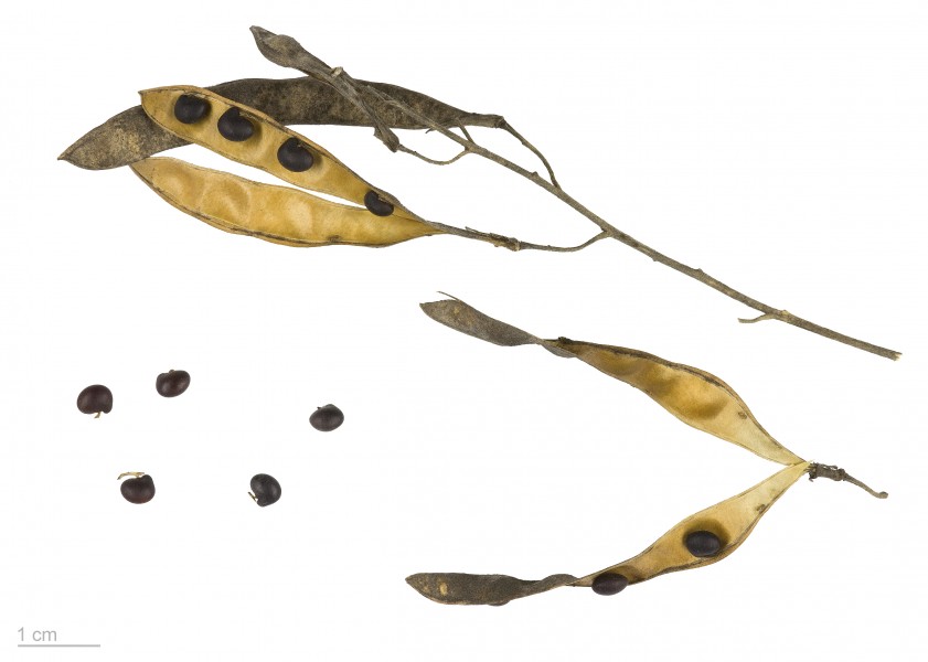 Laburnum anagyroides MHNT.BOT.2004.0.269