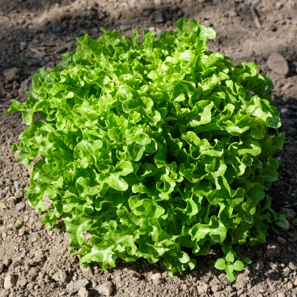 Lactuca sativa 'Ashbrook'
