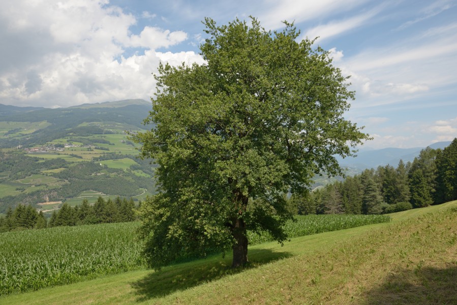 Lajen Eiche Moar zu Tassis Freins