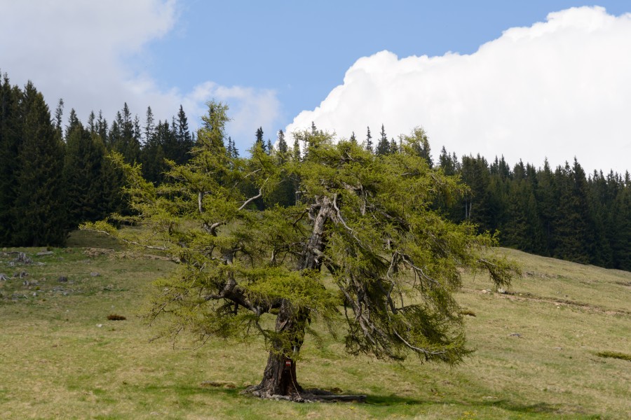 Larix decidua Seckau 20160528