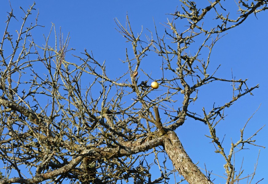 Last apple hanging on the tree
