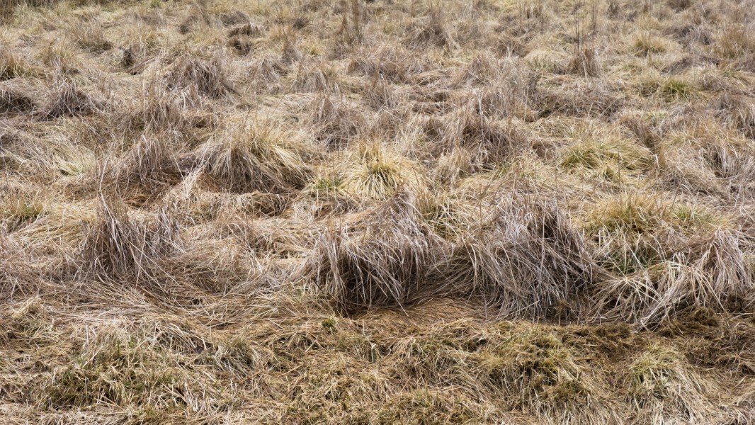 Last year's tufts of grass - overcast day