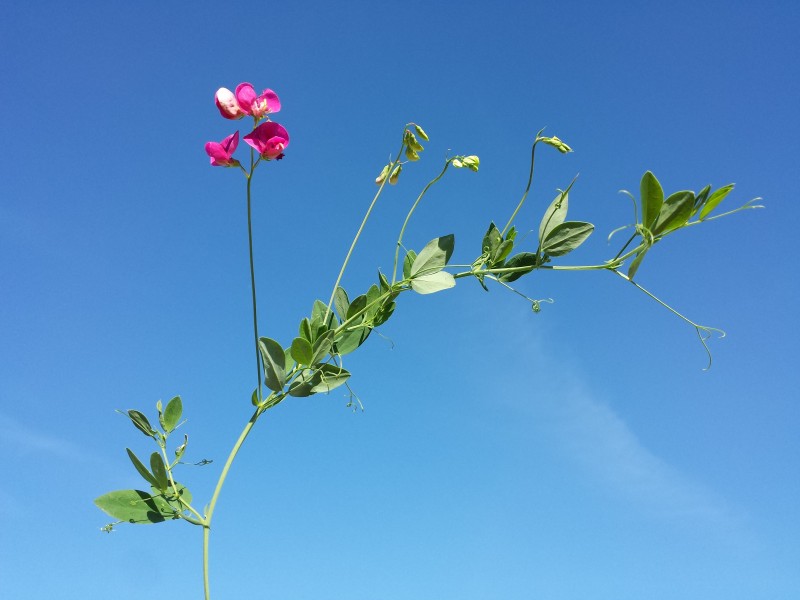 Lathyrus tuberosus sl9