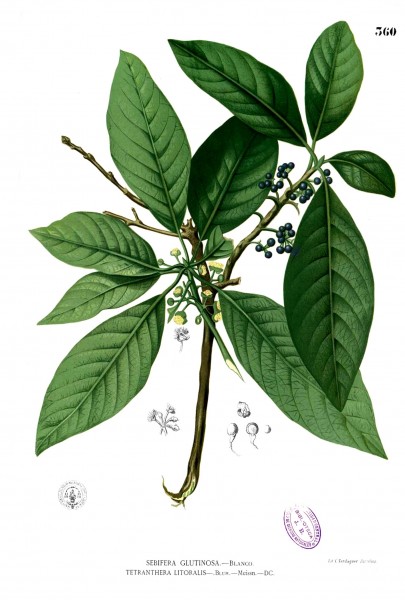 Lauraceae sp Blanco2.360