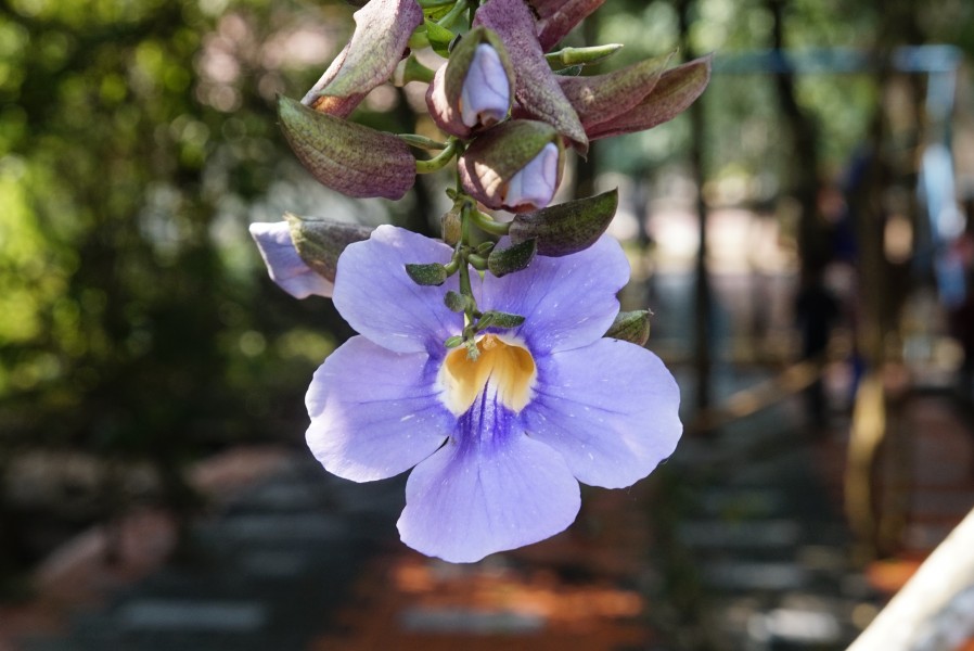 Laurel clock vine 8726