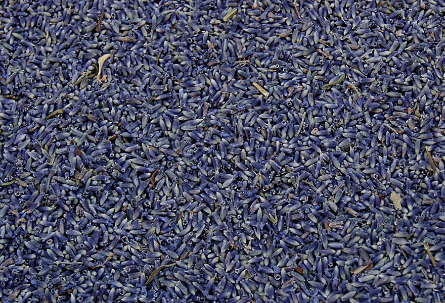 Lavander