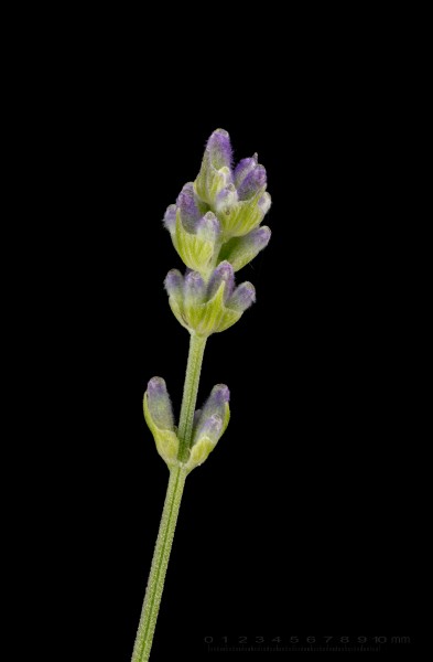 Lavandula angustifolia - lavender - Lavendel - 01