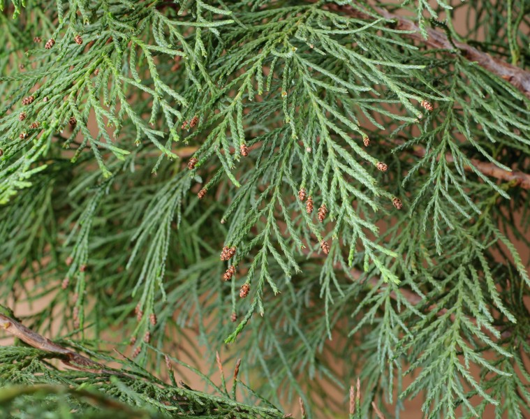 Lawson Cypress leaves