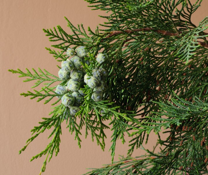 Lawson Cypress seed cones
