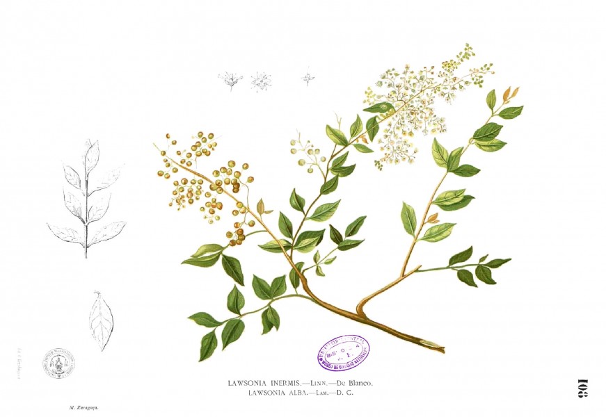 Lawsonia inermis Blanco1.108