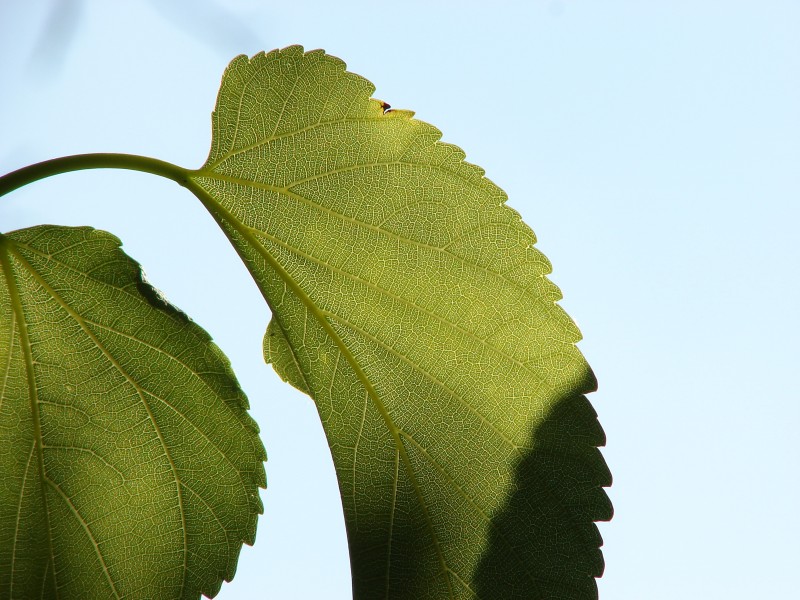 Leaf-Mulberry-3755