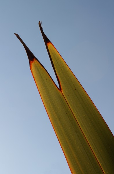Leaf tip, New Zealand flax (Phormium tenax), backlit by evening sun
